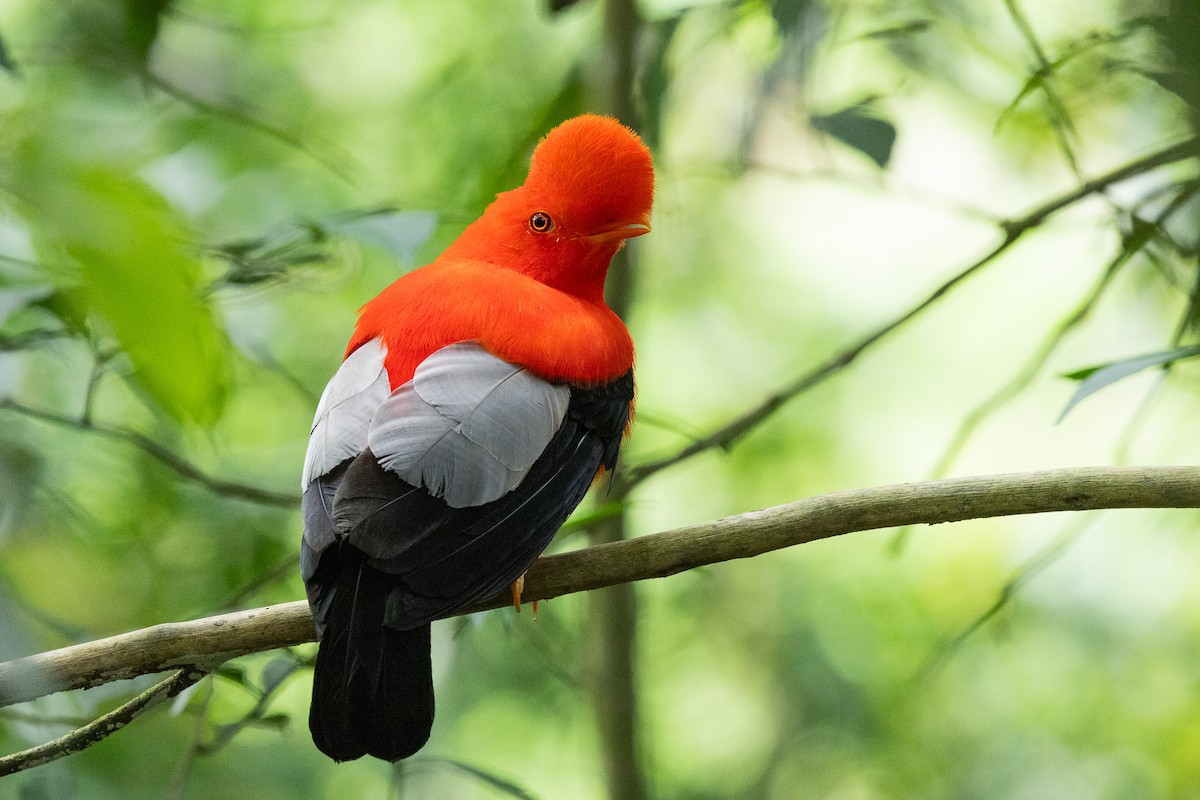 Coq-de-roche péruvien - ML649210054