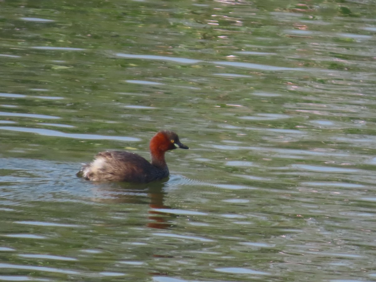 Grèbe castagneux - ML649210055