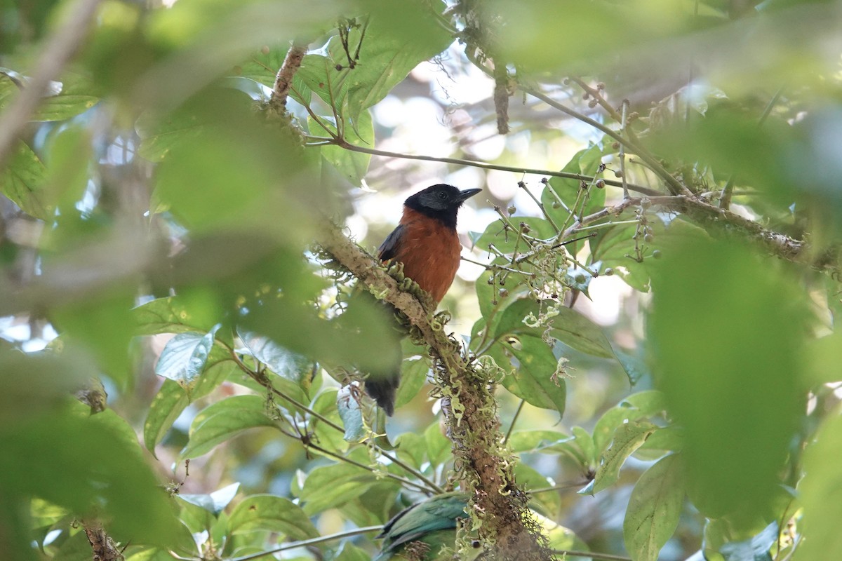 Garrulaxe de Yersin - ML649210058