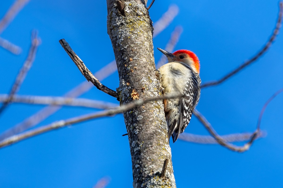 Pic à ventre roux - ML649210059