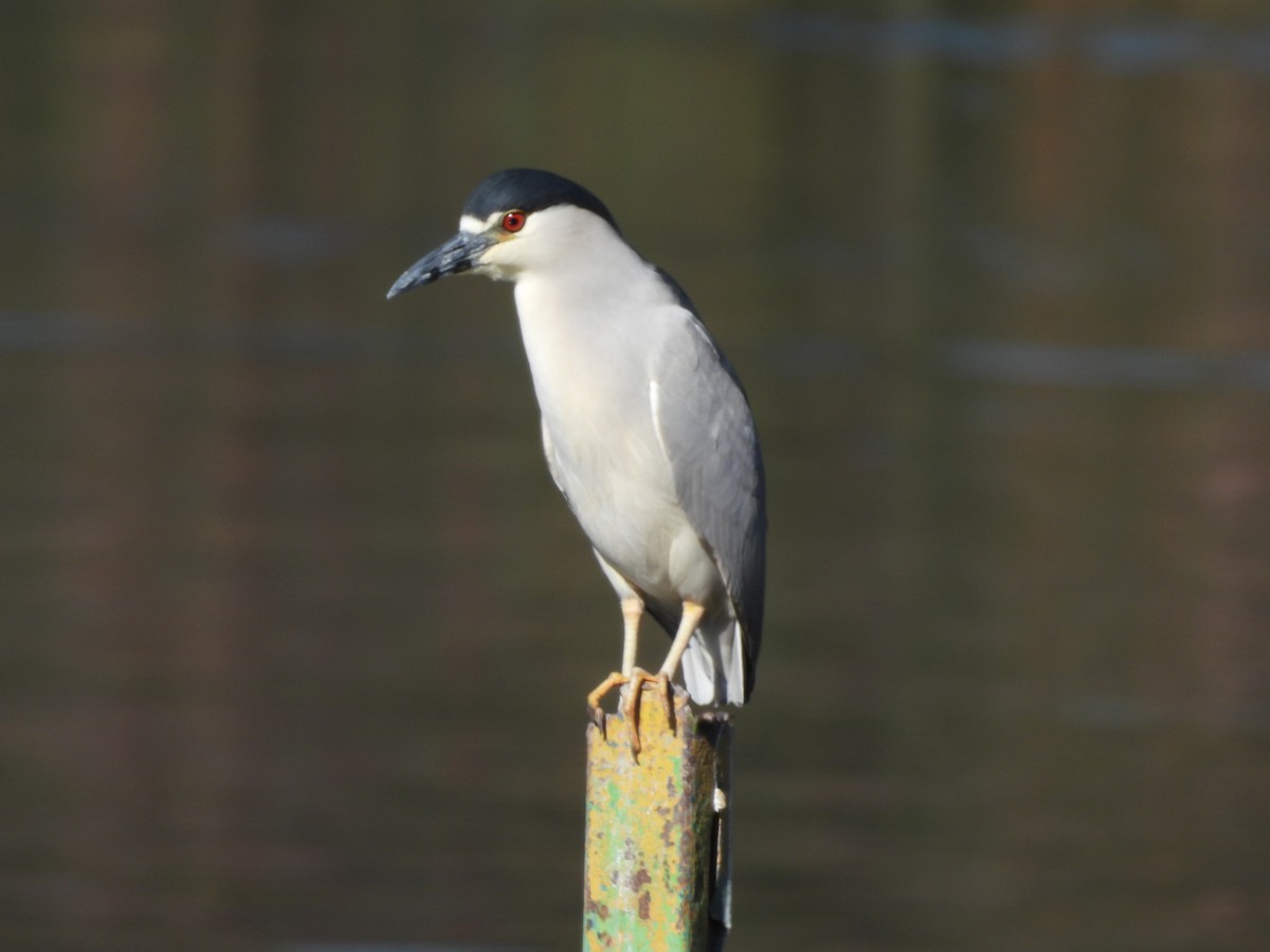 Bihoreau gris - ML649210060