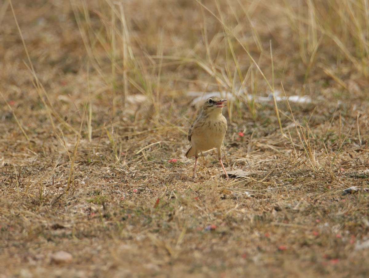 Pipit rousseline - ML649210061