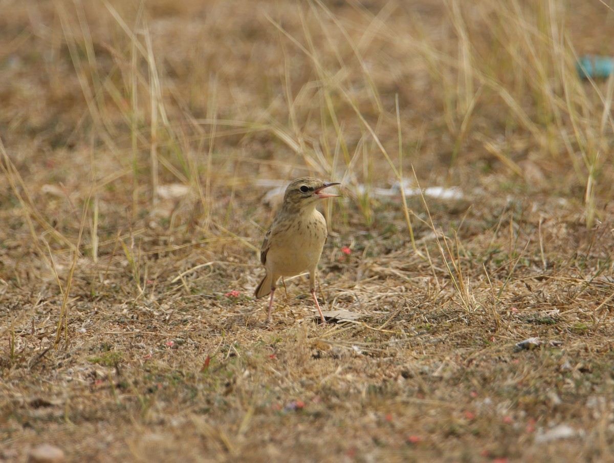 Pipit rousseline - ML649210062