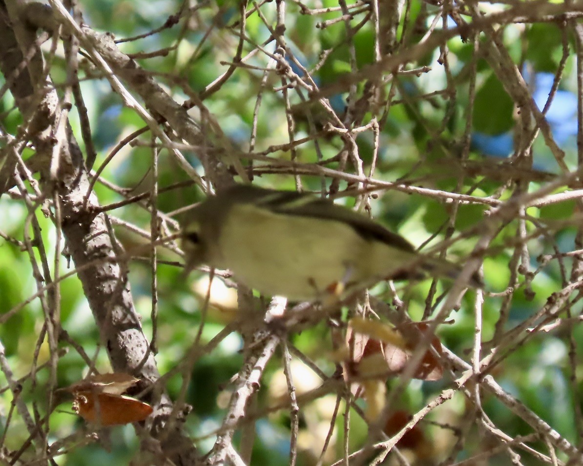 Roitelet à couronne rubis - ML649210063