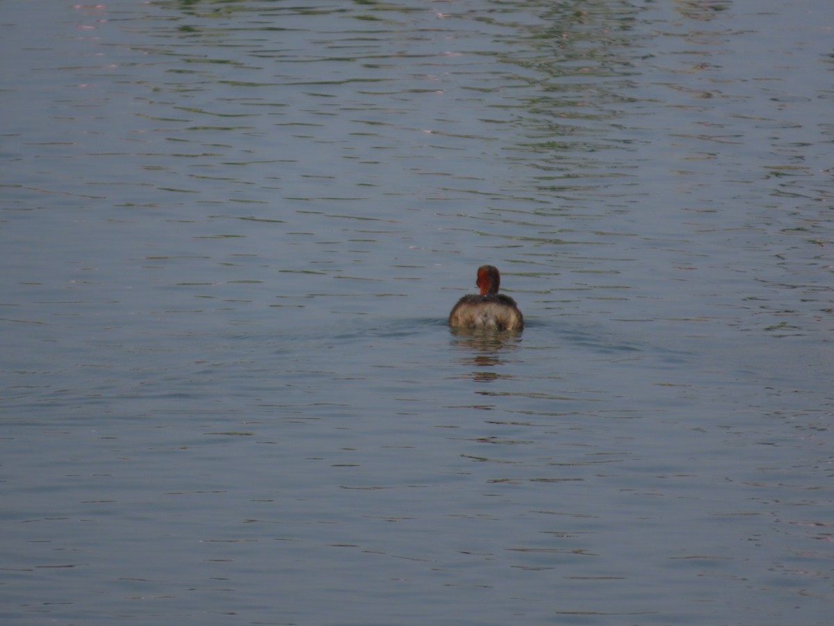 Grèbe castagneux - ML649210064