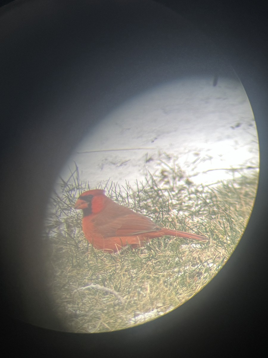 Cardinal rouge - ML649210065