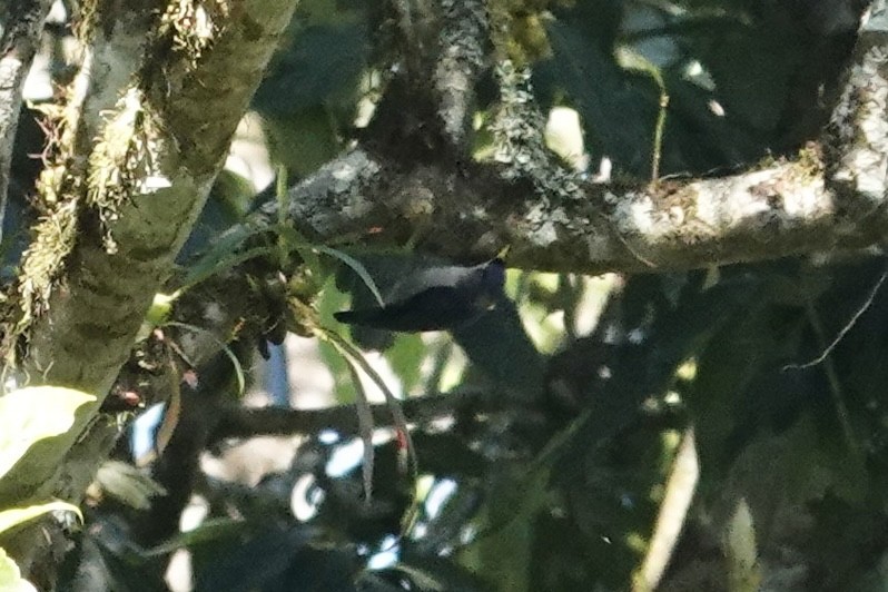 Sittelle à bec jaune - ML649210066