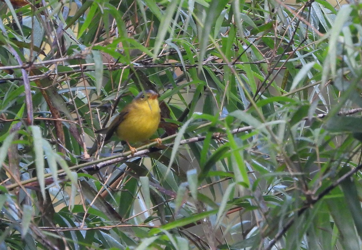 Pouillot à calotte grise - ML649210071