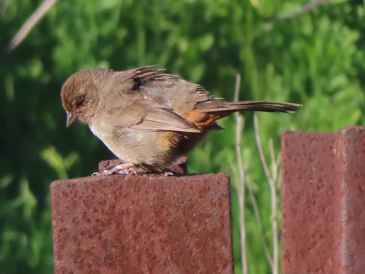 Tohi de Californie - ML649210072