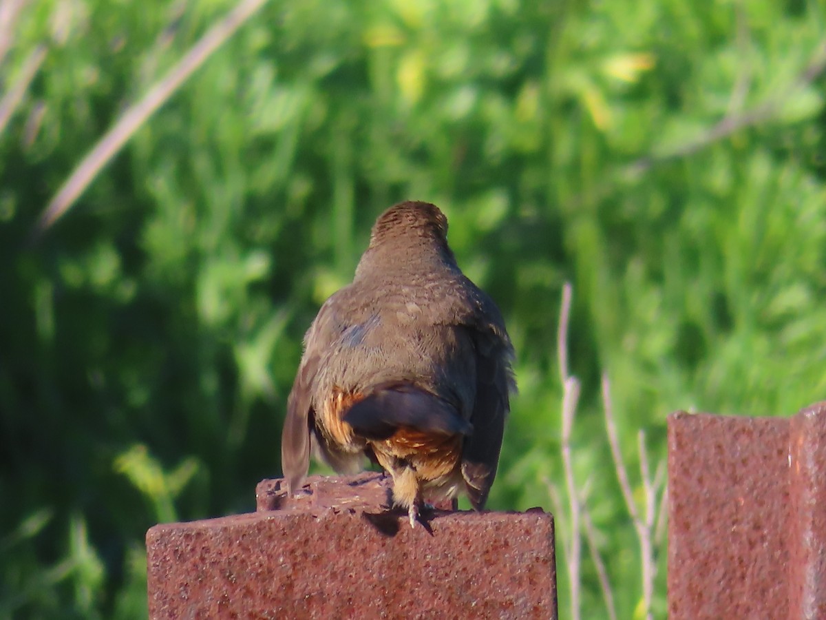 Tohi de Californie - ML649210073