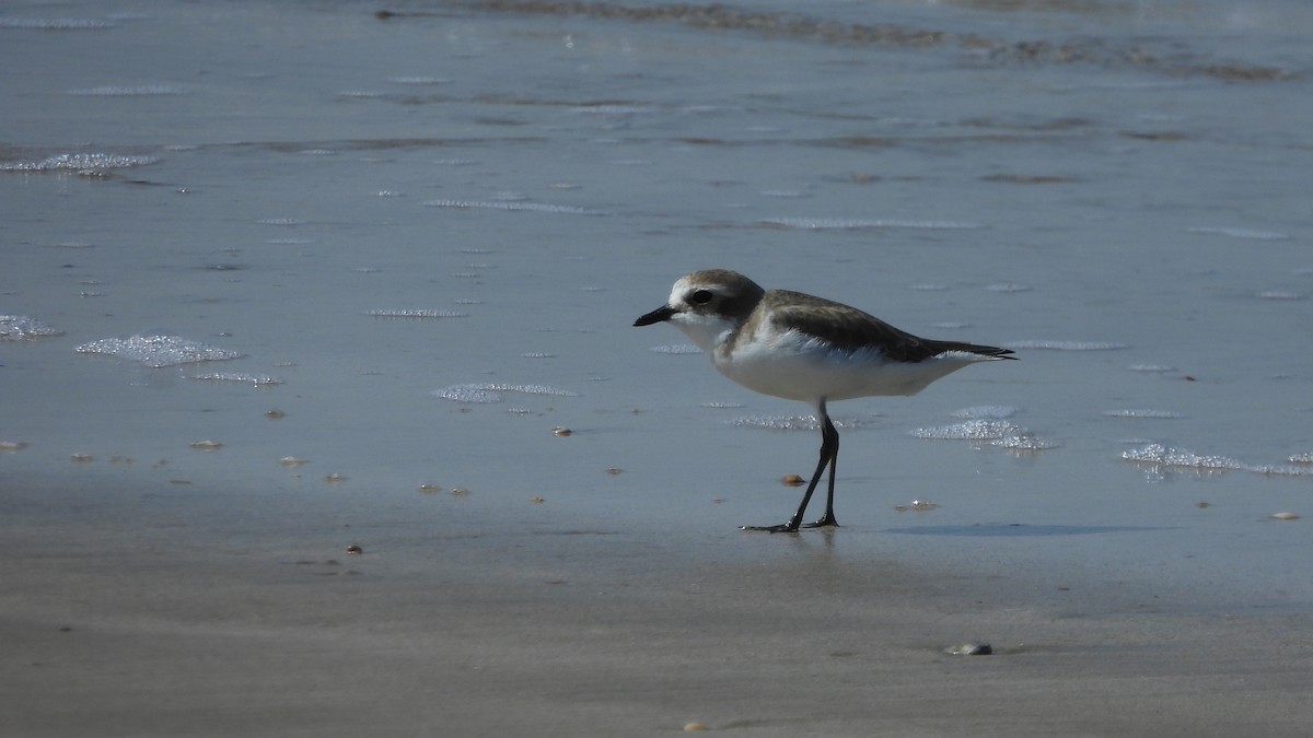 Tibetan Sand-Plover - ML649210247