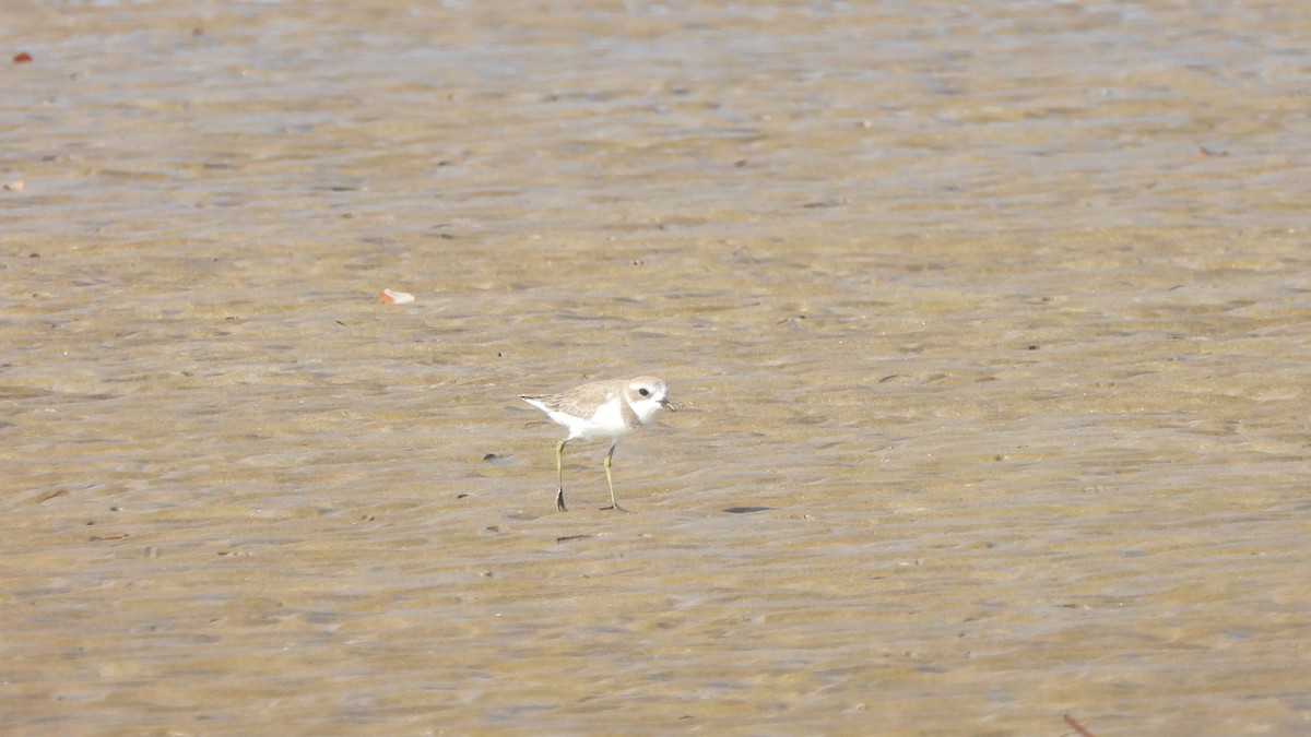 Tibetan Sand-Plover - ML649210248
