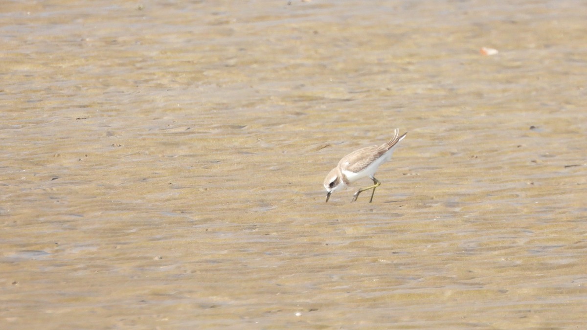 Tibetan Sand-Plover - ML649210249