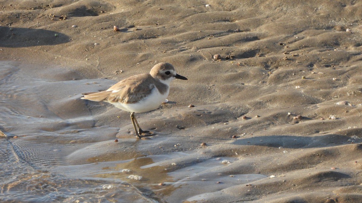 Tibetan Sand-Plover - ML649210250