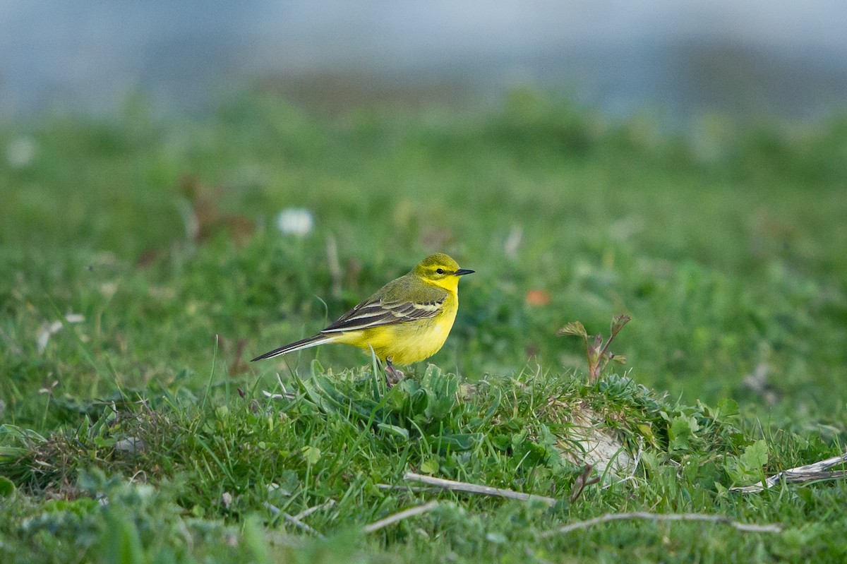 Western Yellow Wagtail (flavissima) - Jérémy Calvo