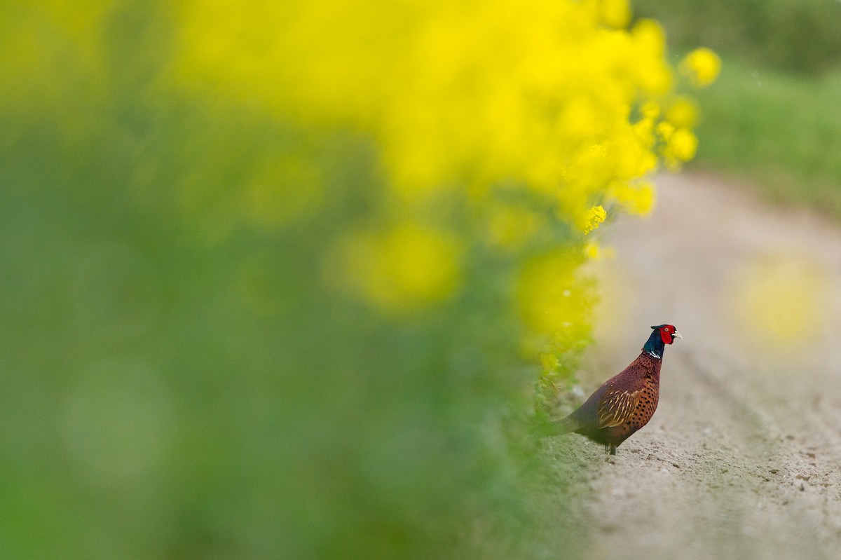 Faisai arrunta - ML649210373