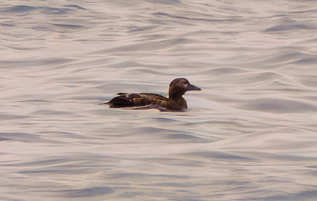 stellerand - ML649210698