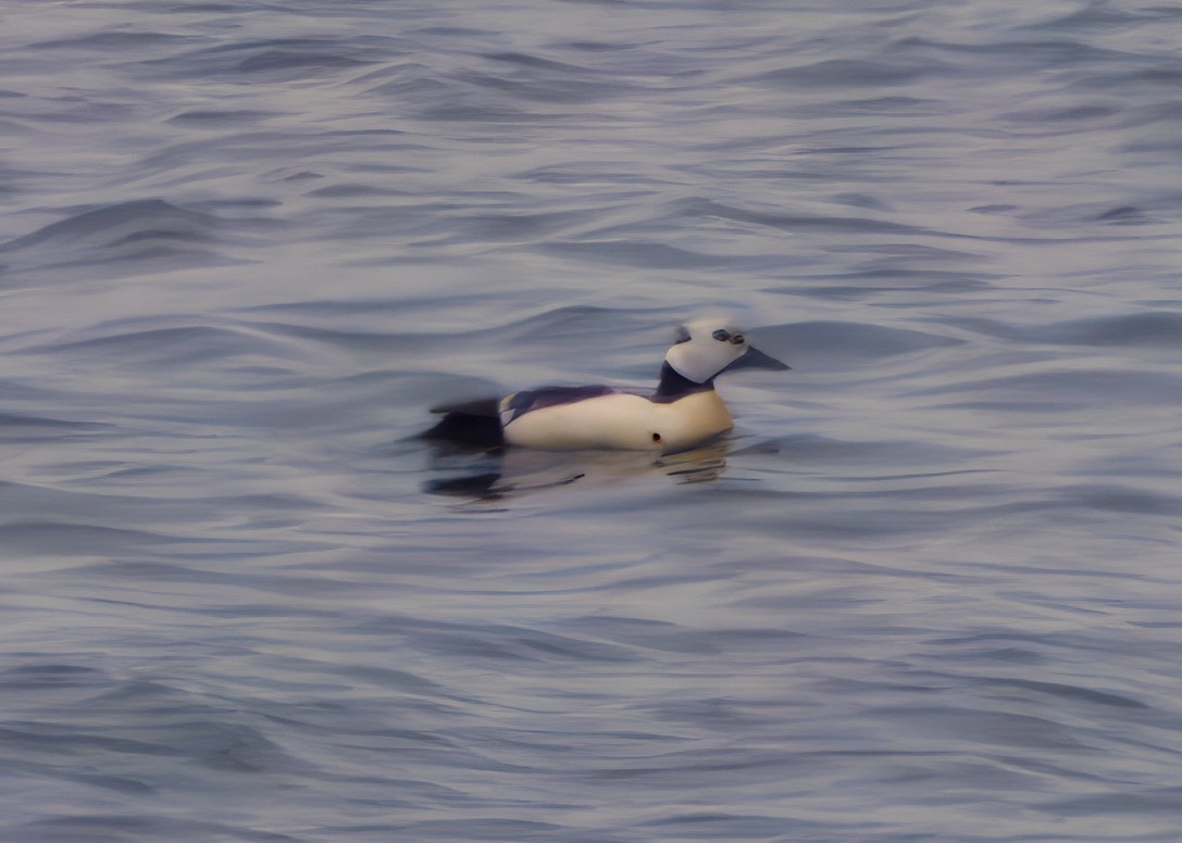 stellerand - ML649210699