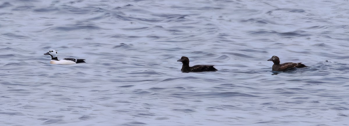 Steller's Eider - Sue Riffe