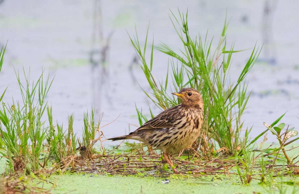 Red-throated Pipit - ML649210835