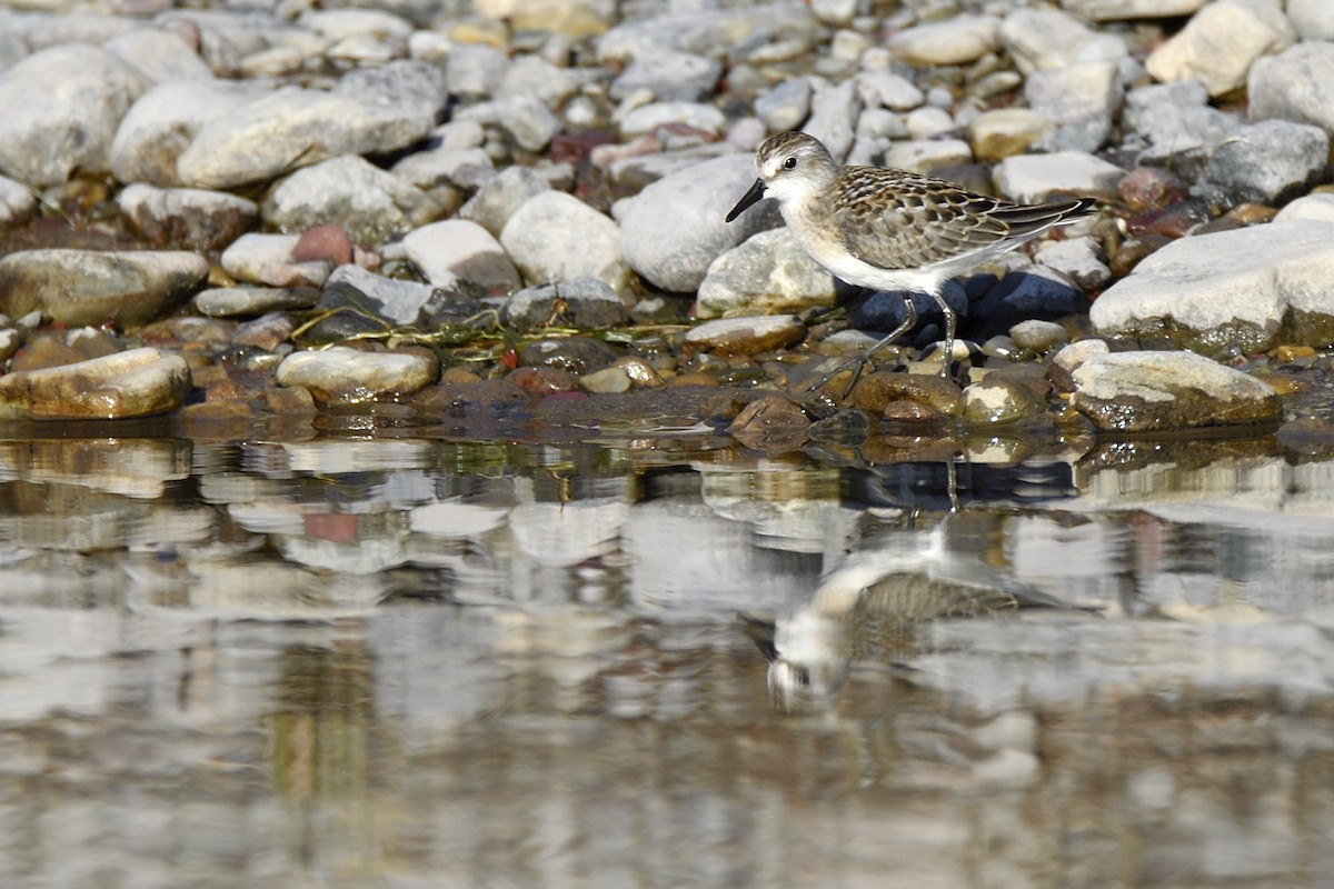 Semipalmated Sandpiper - ML649210899