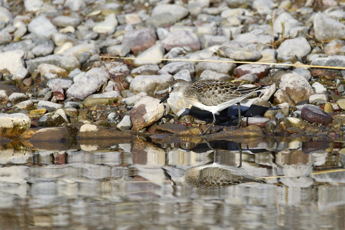 Semipalmated Sandpiper - ML649210900