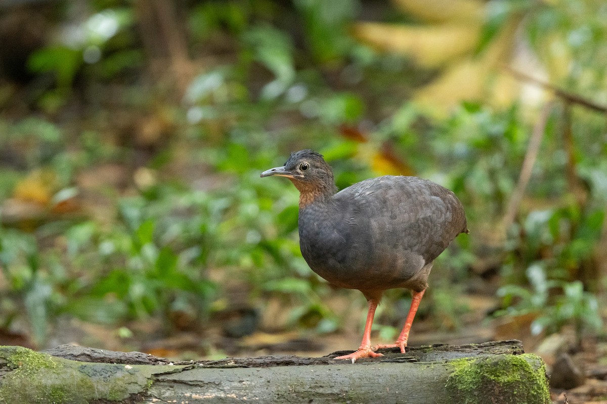 Black-capped Tinamou - ML649210949