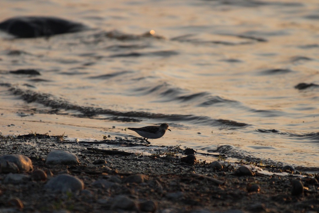 Semipalmated Sandpiper - ML649211138