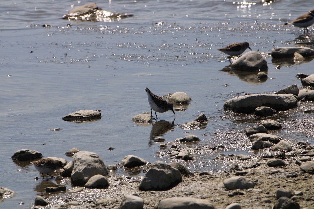 Semipalmated Sandpiper - Nicole Shaw