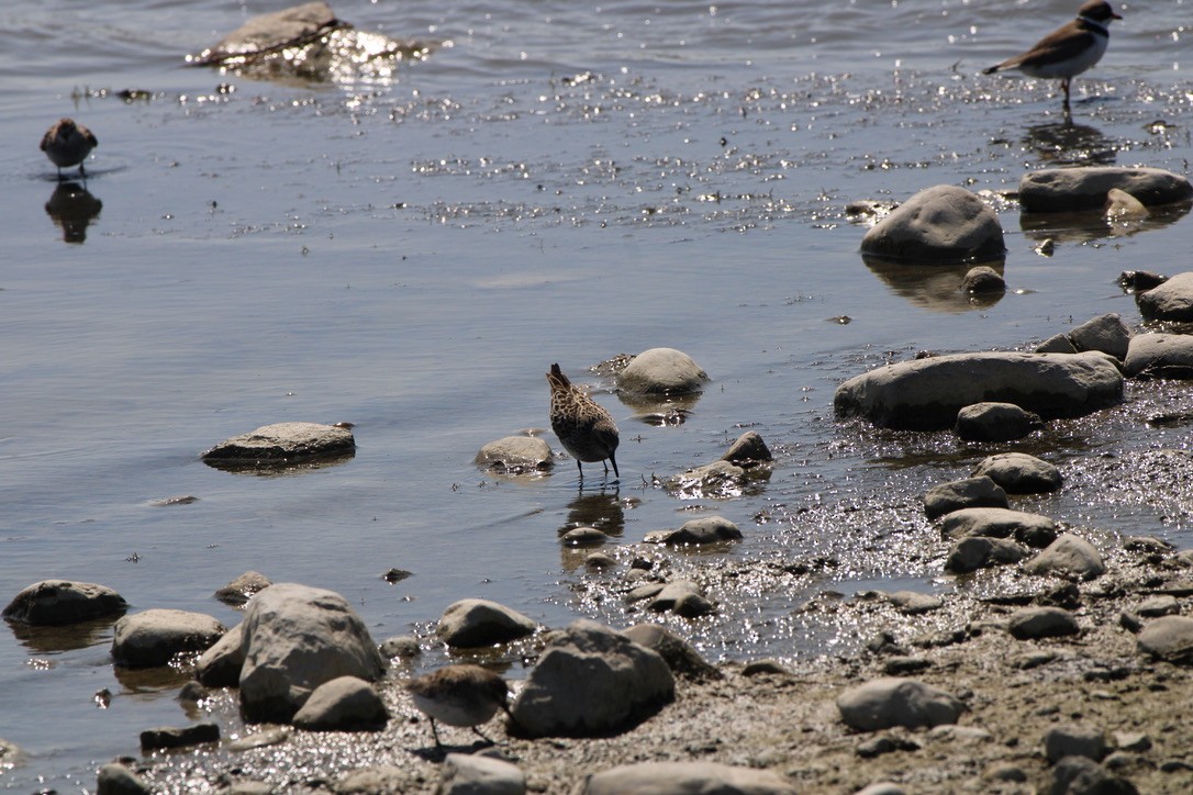 Semipalmated Sandpiper - Nicole Shaw