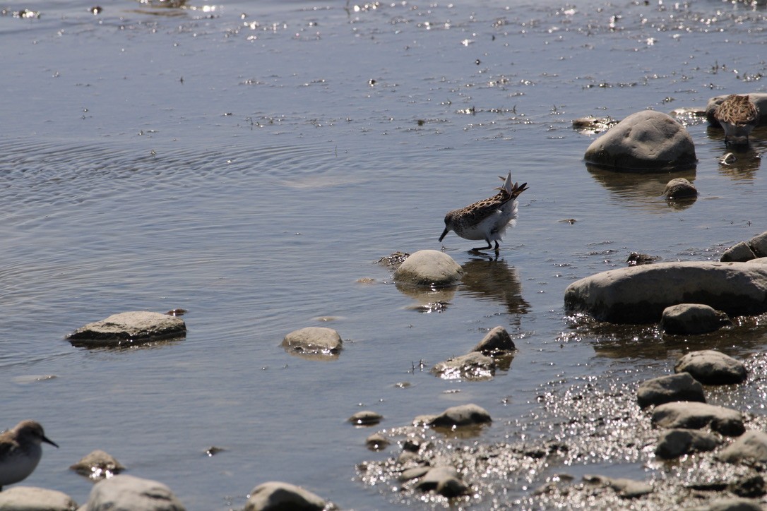 Semipalmated Sandpiper - ML649211194