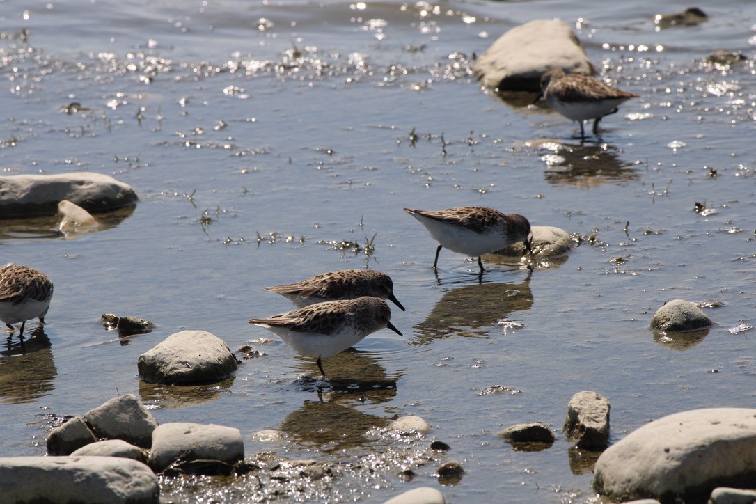 Semipalmated Sandpiper - ML649211197