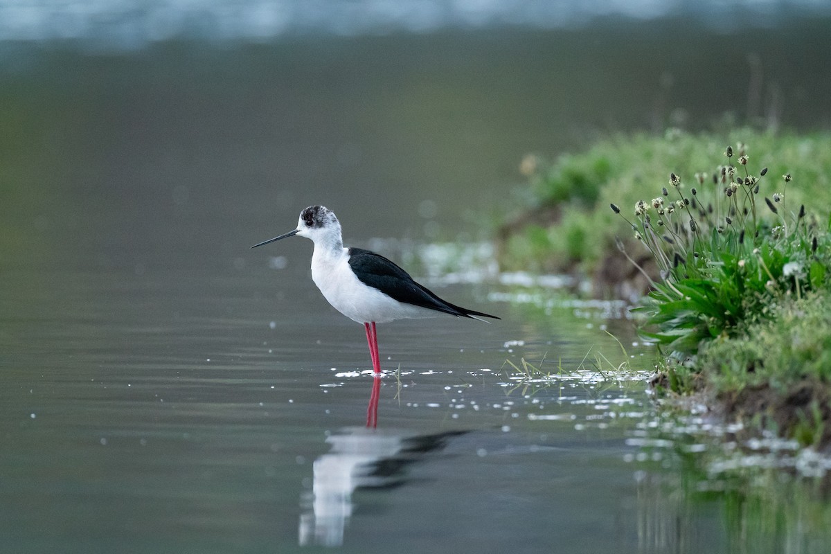 Zankaluze eurasiarra - ML649211299