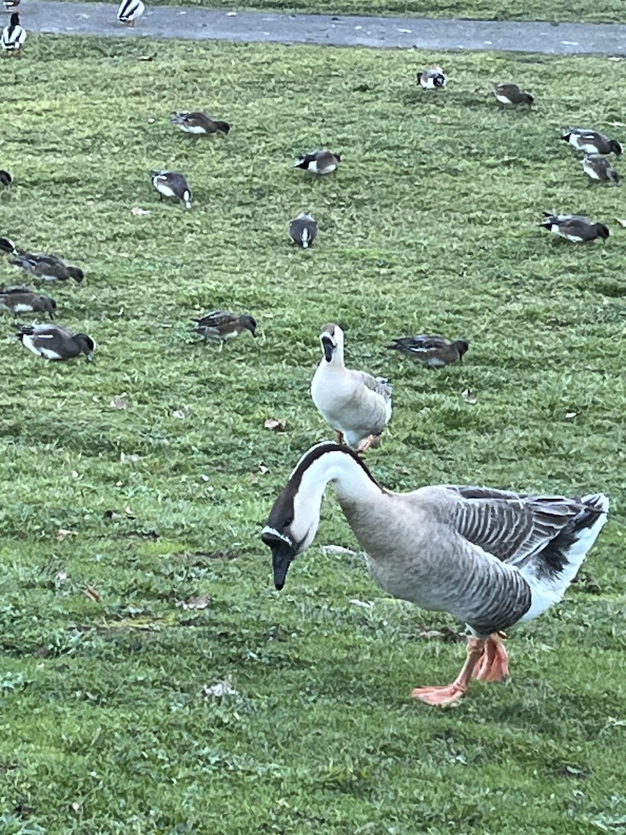 Ánsar Cisnal (variedad doméstica) - ML649211332