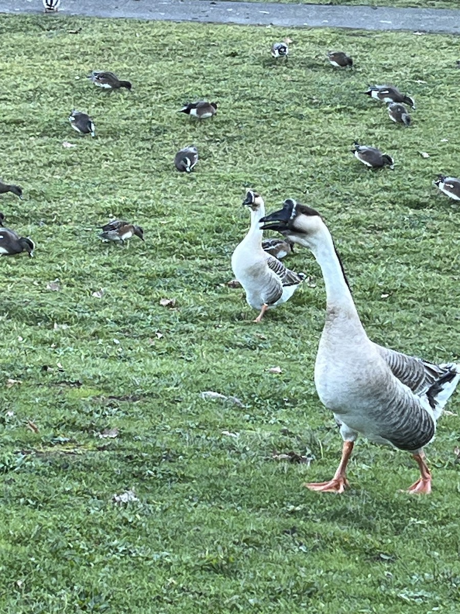 Ánsar Cisnal (variedad doméstica) - ML649211333