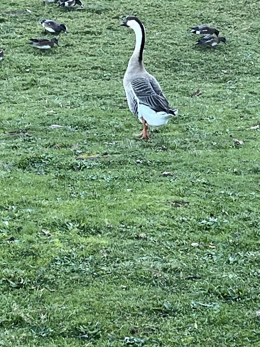 Ánsar Cisnal (variedad doméstica) - ML649211334