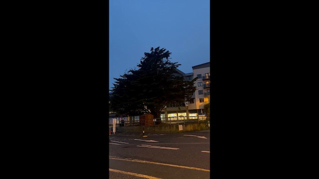 European Starling - ML649211688