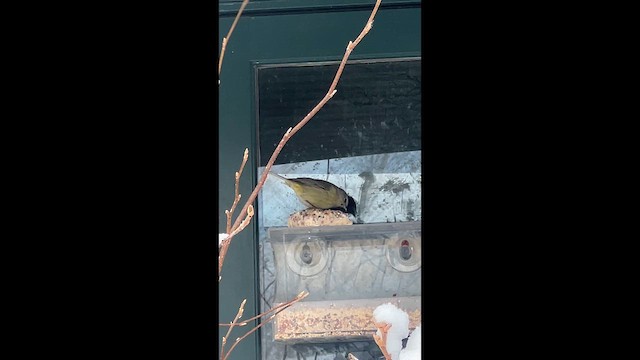 サメズアカアメリカムシクイ - ML649211733