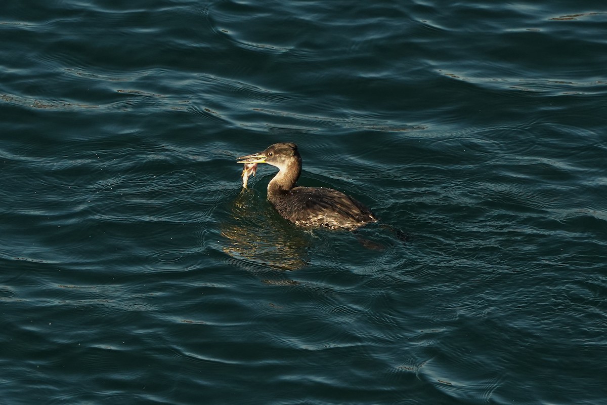 Red-necked Grebe - ML649211875