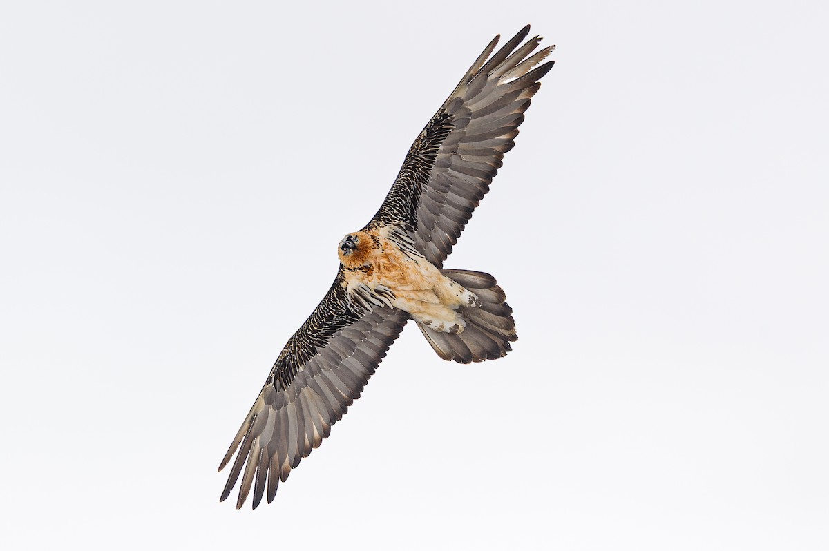 Ugatza (eurasiarra) - ML649212113