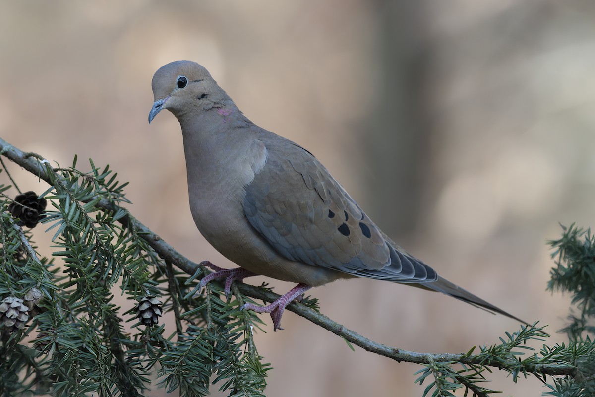 hrdlička karolínská - ML649212126