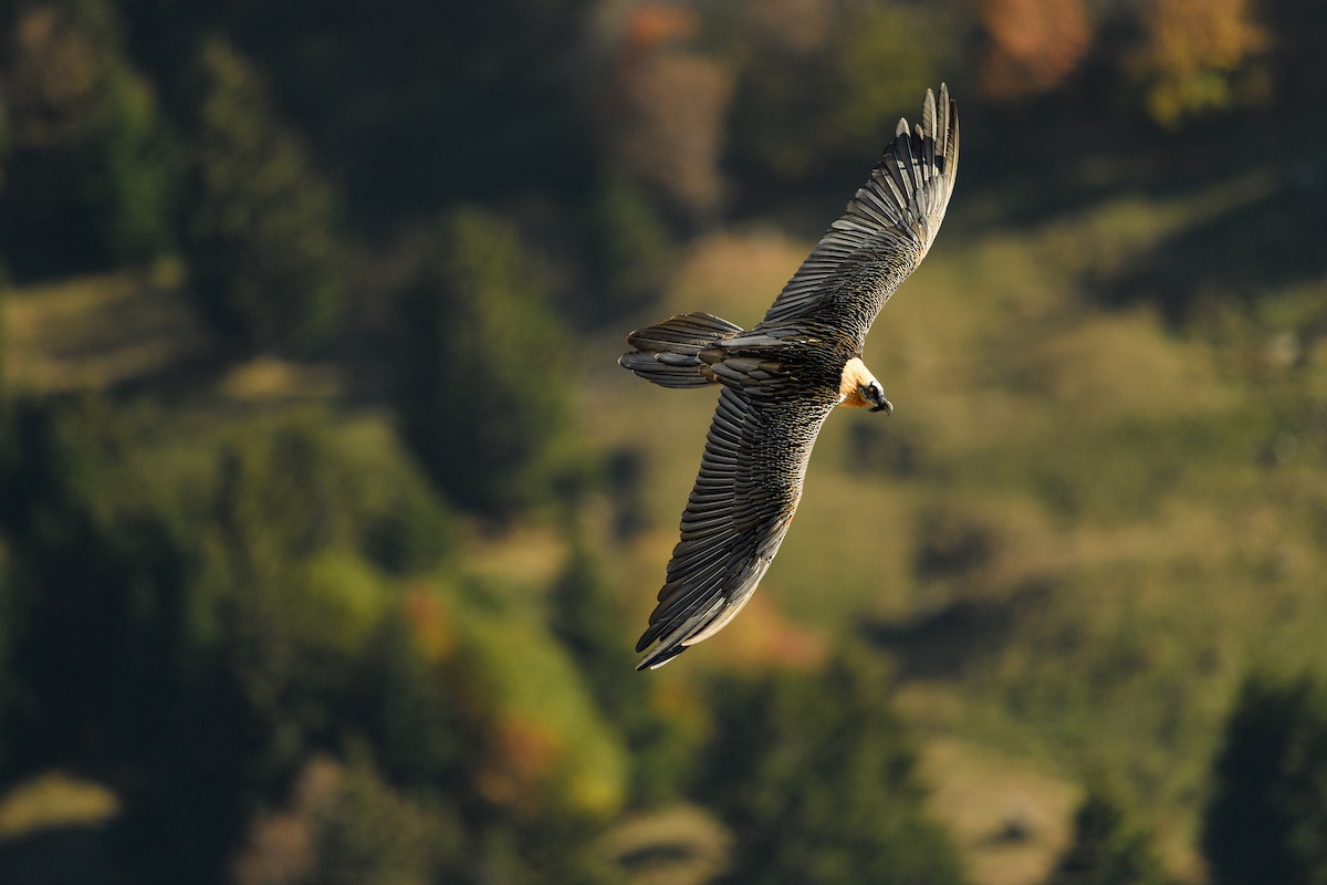 Ugatza (eurasiarra) - ML649212149