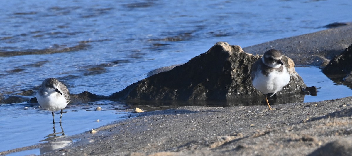 Semipalmated Sandpiper - ML649212186