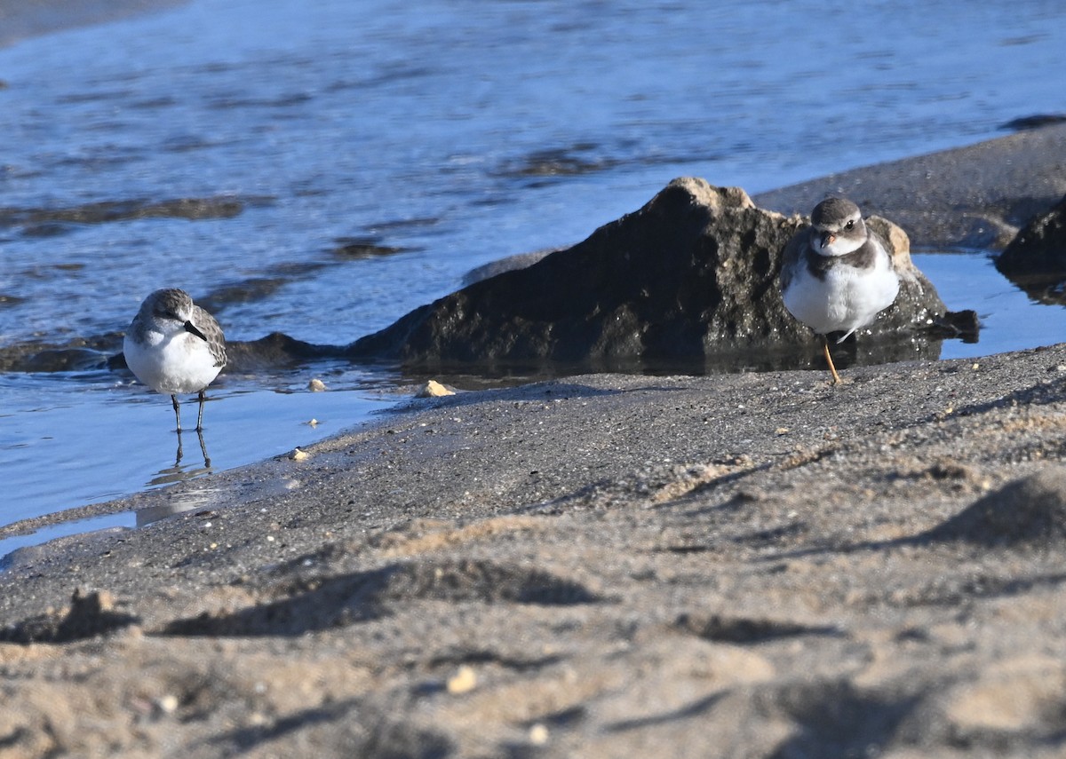 Semipalmated Sandpiper - Luis Munoz