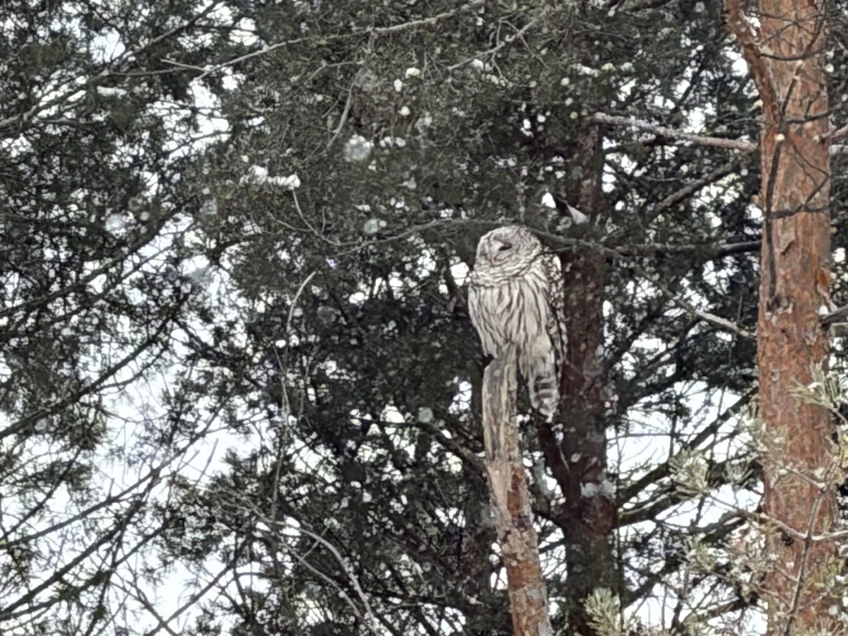 Barred Owl - ML649212238