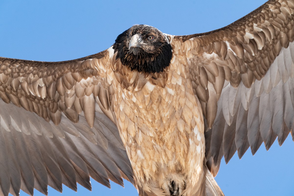 Ugatza (eurasiarra) - ML649212243