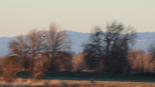 コミミズク - ML649212437