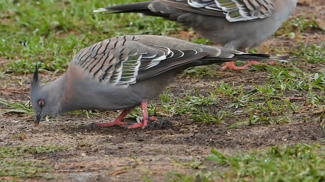 レンジャクバト - ML649212655