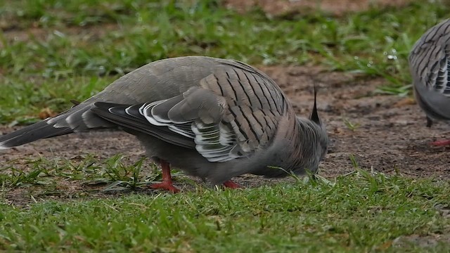 レンジャクバト - ML649212656