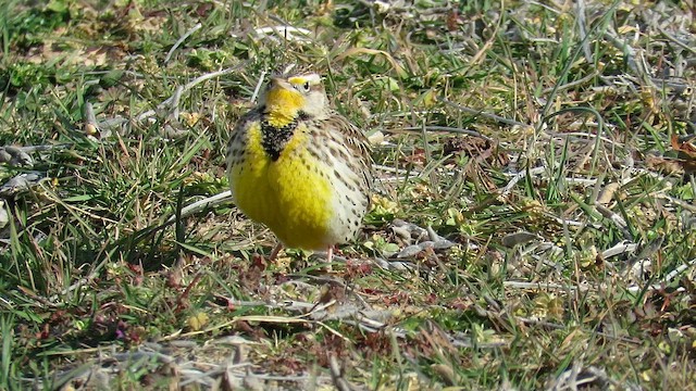 ニシマキバドリ - ML649212770